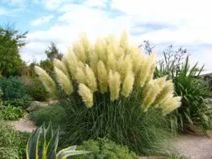 trawa-pampasowa-pumila-cortaderia-selloana