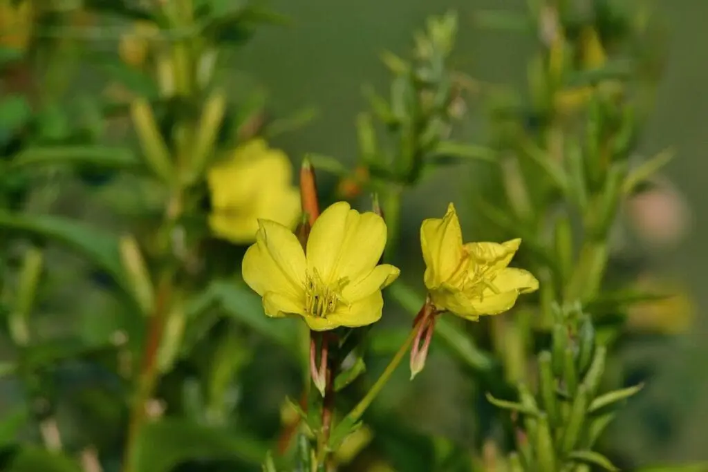 Naturalny pokarm dla żółwi lądowych – rośliny jadalne dla żółwi