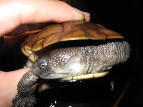 żółw wężoszyi Chelodina reimanni