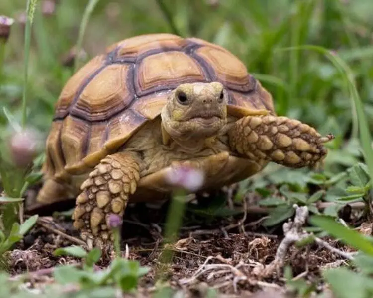 Sklep terrarystyczny online Żółw pustynny Centrochelys Sulcata