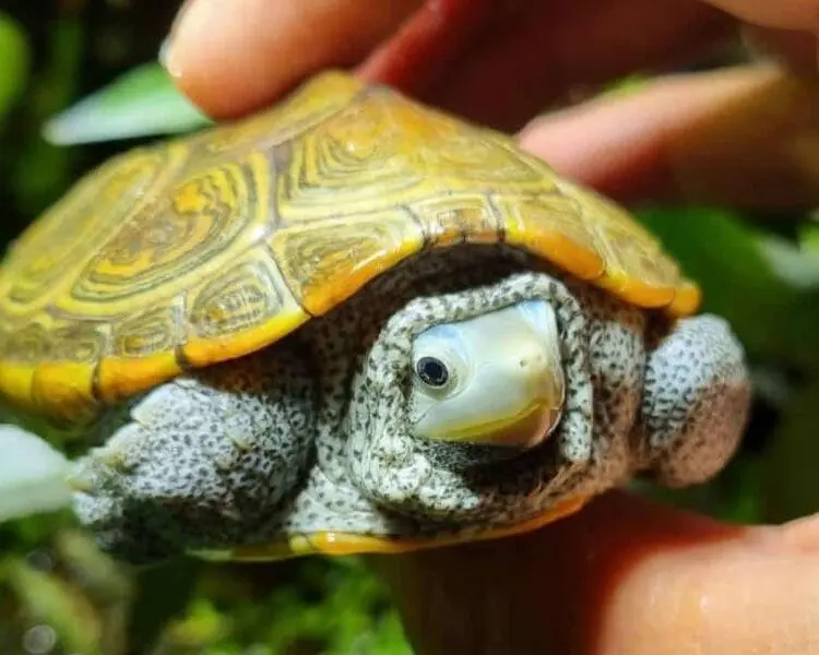 Wodno-lądowy żółw diamentowy Malaclemys terrapin centralata