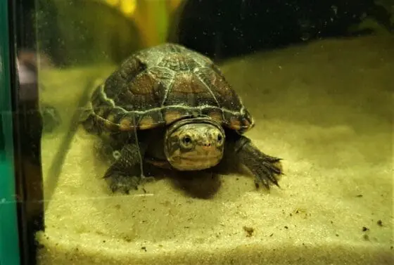 żółw białopyski Kinosternon leucostomum