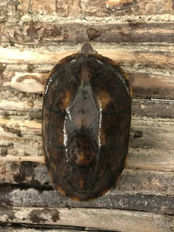 żółw białopyski Kinosternon leucostomum