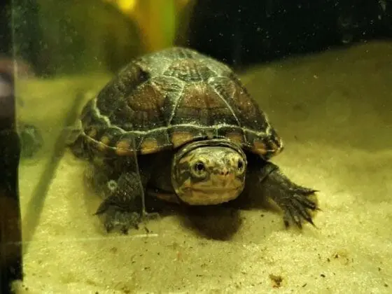 żółw białopyski Kinosternon leucostomum