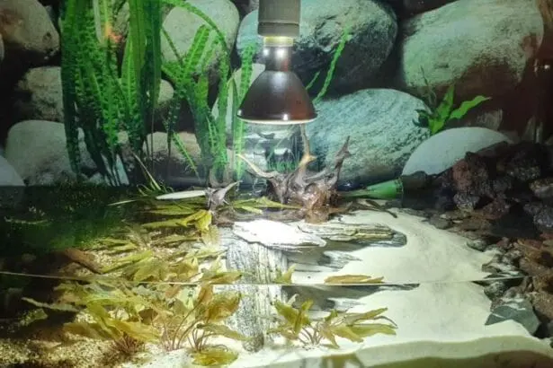 lampa dla żółwia wodno-lądowego do akwaterrarium