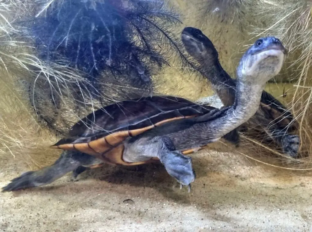 Żółw wężoszyi Chelodina Mccordi z wyspy Roti