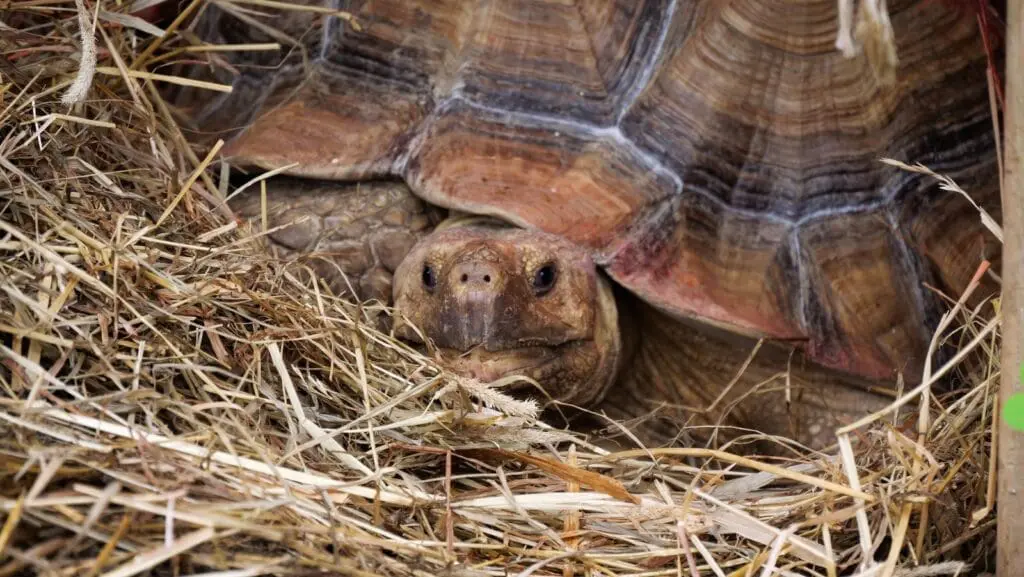 Żółw pustynny Sulcata