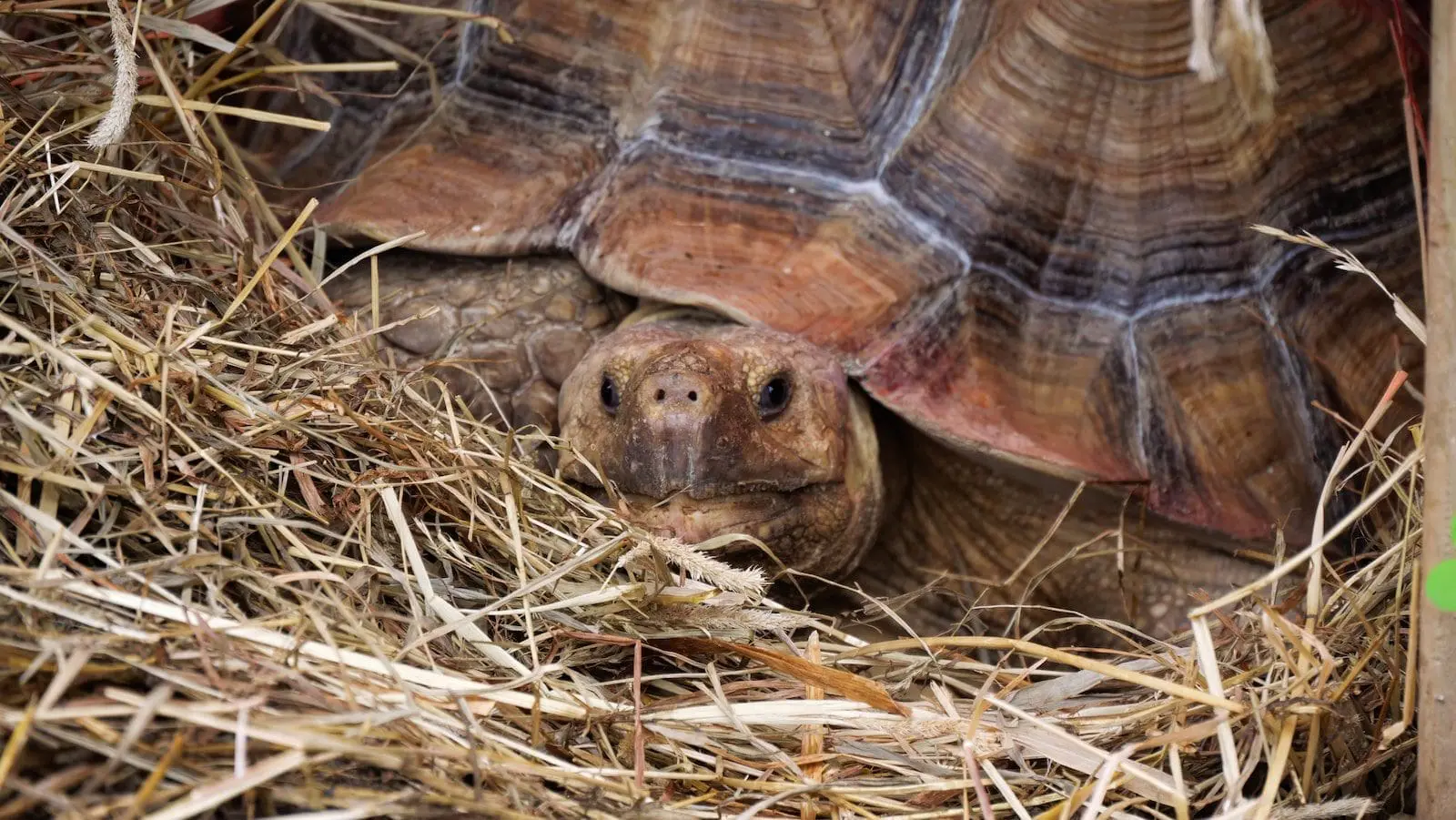Żółw pustynny Sulcata
