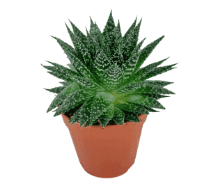 Sukulent Aloe Zambezi roślina do terrarium