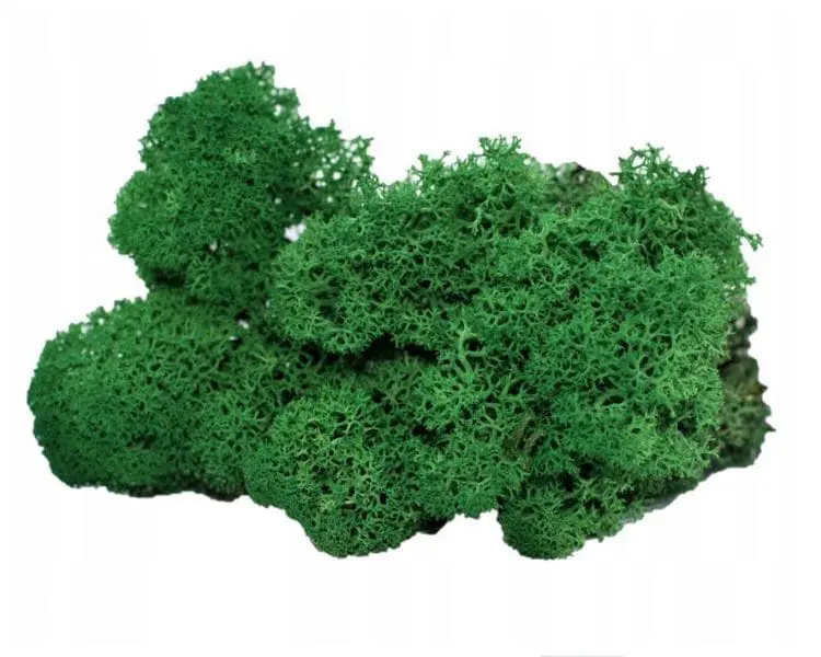 Mech Chrobotek do terrarium zielony butelkowy 100g