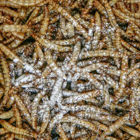 Sera Reptimineral C witaminy i minerały dla gadów - obrazek 2