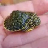 Pseudemys peninsularis