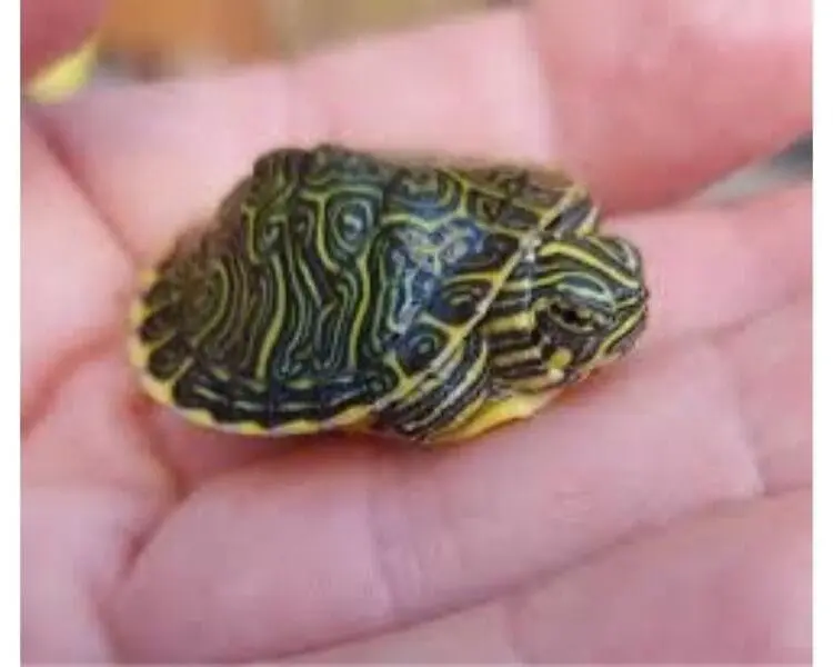 Pseudemys peninsularis