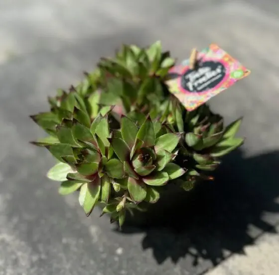 Rojnik Sempervivum Toetie Froeties na wybieg zewnętrzny lub do terrariów pustynnych
