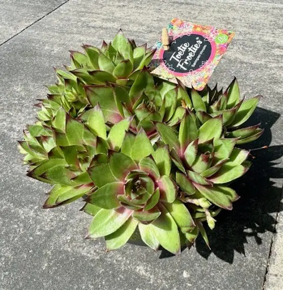 Rojnik Sempervivum Toetie Froeties na wybieg zewnętrzny lub do terrariów pustynnych - obrazek 2