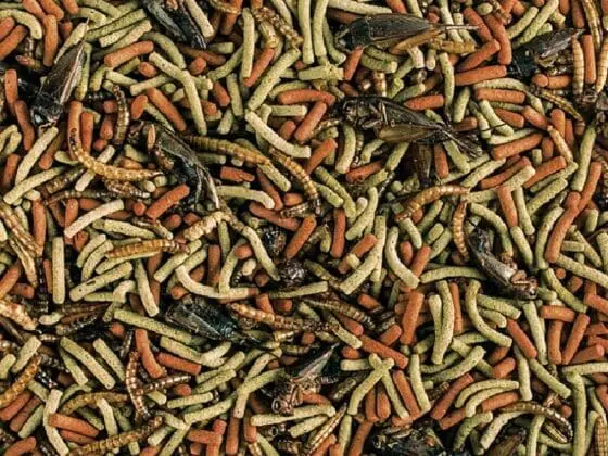 Reptiles Carnivore dla mięsożernych i wszystkożernych gadów - obrazek 2