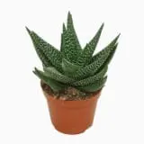 Sukulent Gasterhaworthia Roy High roślina do terrarium dla gadów pustynnych