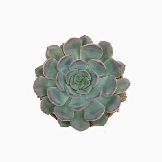Sukulent Echeveria 'Hercules' roślina do terrarium dla gadów pustynnych - obrazek 2