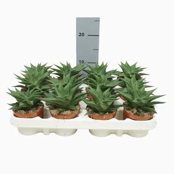 Sukulent Haworthia limifolia Twister roślina do terrarium dla gadów pustynnych - obrazek 4