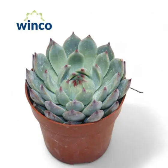 Sukulent Echeveria Lindsyana roślina do terrarium dla gadów pustynnych - obrazek 2