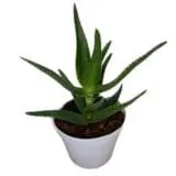 Sukulent Aloe delaetii roślina do terrarium dla gadów pustynnych