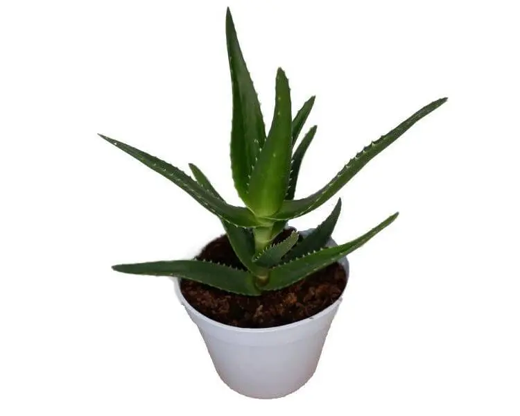 Sukulent Aloe delaetii roślina do terrarium dla gadów pustynnych