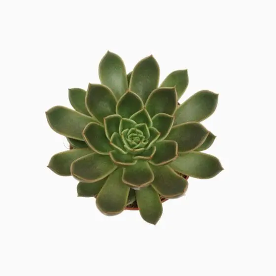 Sukulent Echeveria Mira roślina do terrarium dla gadów pustynnych - obrazek 2