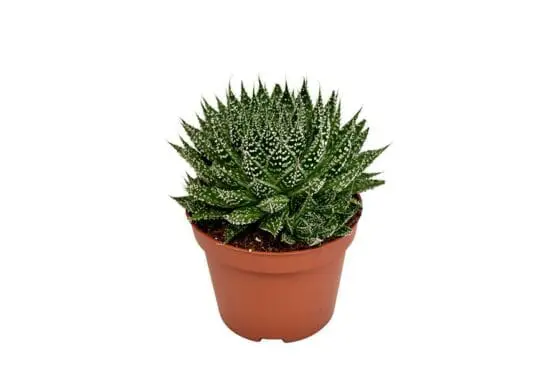 Sukulent Aloe Zambezi roślina do terrarium dla gadów pustynnych