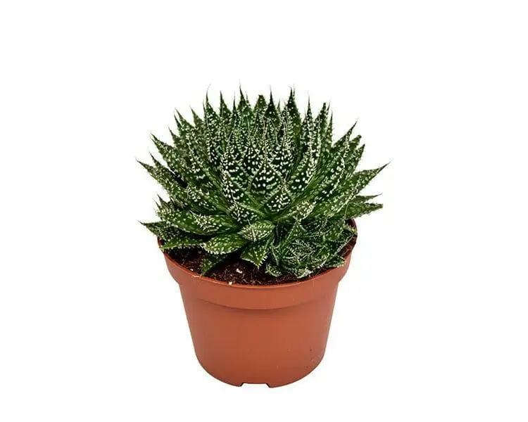 Sukulent Aloe Zambezi roślina do terrarium dla gadów pustynnych