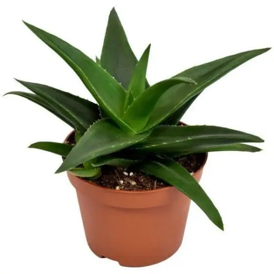 Sukulent Haworthia West Jogoo roślina do terrarium dla gadów pustynnych - obrazek 2
