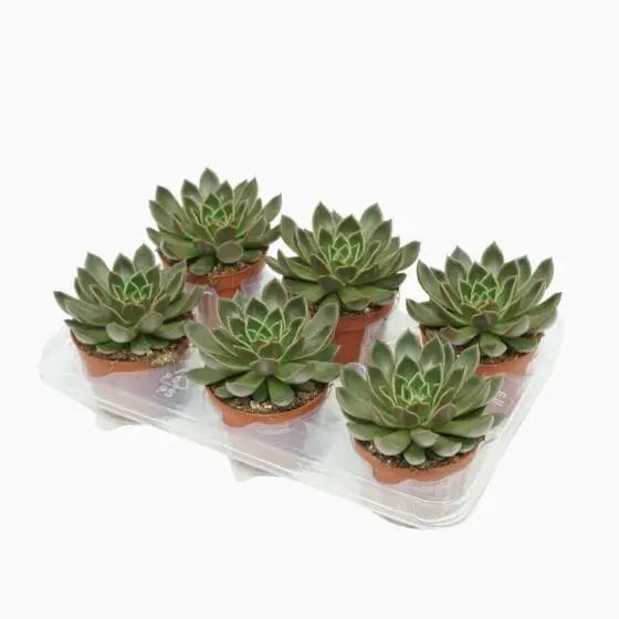 Sukulent Echeveria Mira roślina do terrarium dla gadów pustynnych - obrazek 3