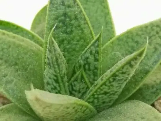 Sukulent Gasteria 'D Tiga roślina do terrarium dla gadów pustynnych - obrazek 3