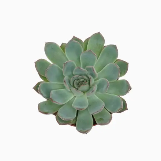 Sukulent Echeveria 'Apus' roślina do terrarium dla gadów pustynnych - obrazek 2