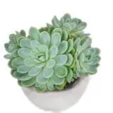 Sukulent Echeveria elegans roślina do terrarium dla gadów pustynnych
