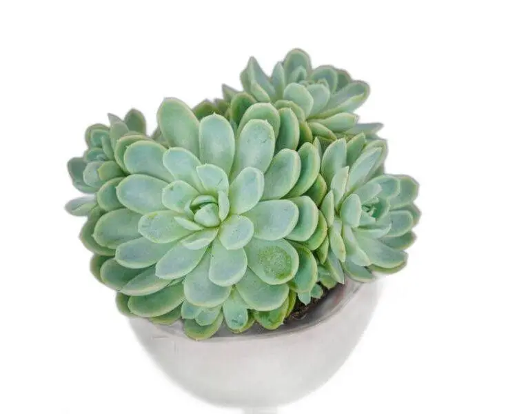 Sukulent Echeveria elegans roślina do terrarium dla gadów pustynnych