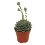 Sukulent Echeveria fabiola roślina do terrarium dla gadów pustynnych