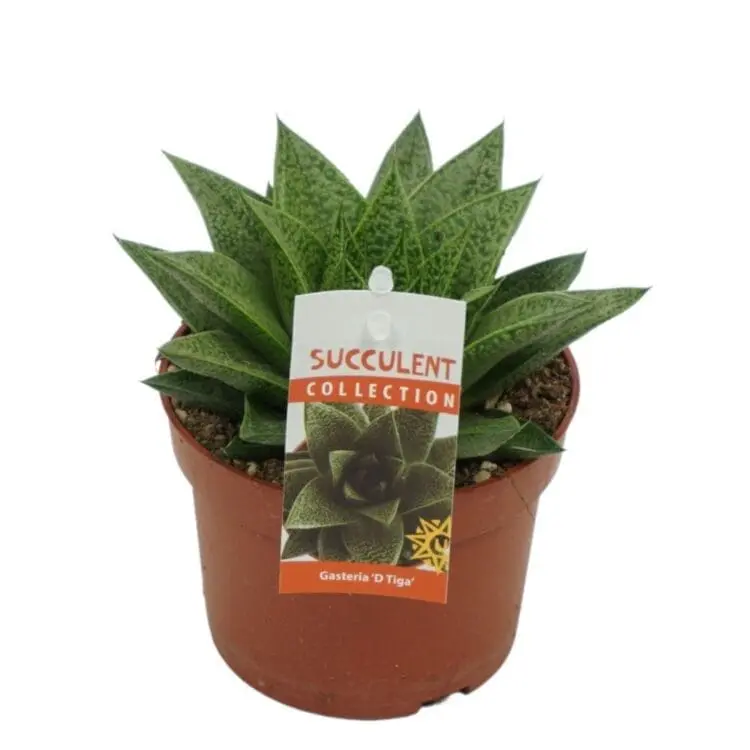 Sukulent Gasteria 'D Tiga roślina do terrarium dla gadów pustynnych