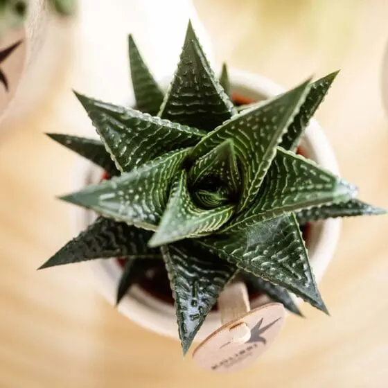 Sukulent Haworthia limifolia roślina do terrarium dla gadów pustynnych - obrazek 2