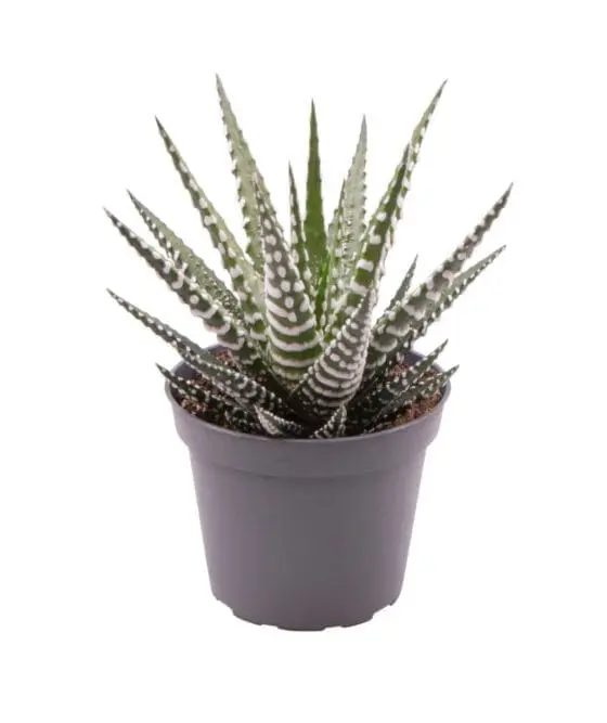 Sukulent Haworthia Big Band roślina do terrarium dla gadów pustynnych - obrazek 2