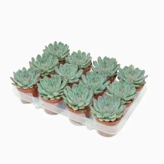 Sukulent Echeveria 'Apus' roślina do terrarium dla gadów pustynnych - obrazek 3