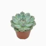 Sukulent Echeveria Parva Lindsyana roślina do terrarium dla gadów pustynnych