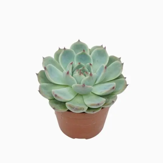 Sukulent Echeveria Parva Lindsyana roślina do terrarium dla gadów pustynnych