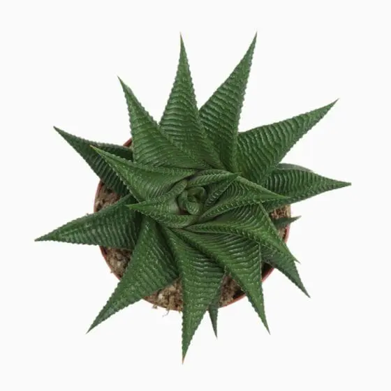 Sukulent Haworthia limifolia Twister roślina do terrarium dla gadów pustynnych - obrazek 2