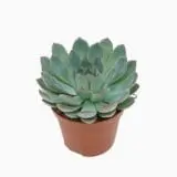 Sukulent Echeveria 'Apus' roślina do terrarium dla gadów pustynnych