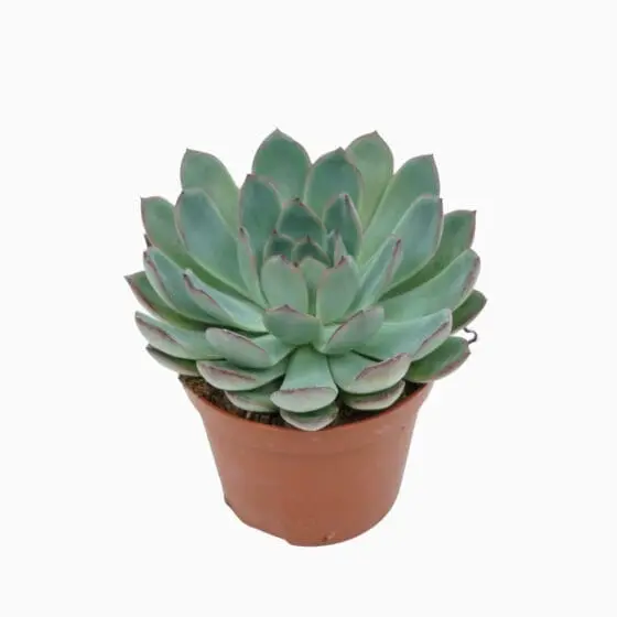 Sukulent Echeveria 'Apus' roślina do terrarium dla gadów pustynnych