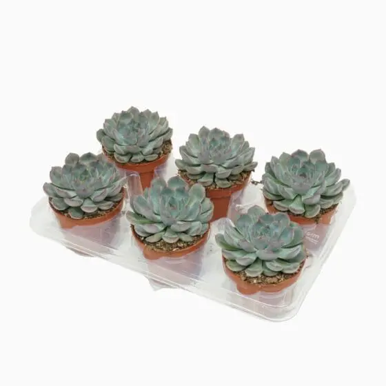 Sukulent Echeveria 'Hercules' roślina do terrarium dla gadów pustynnych - obrazek 3