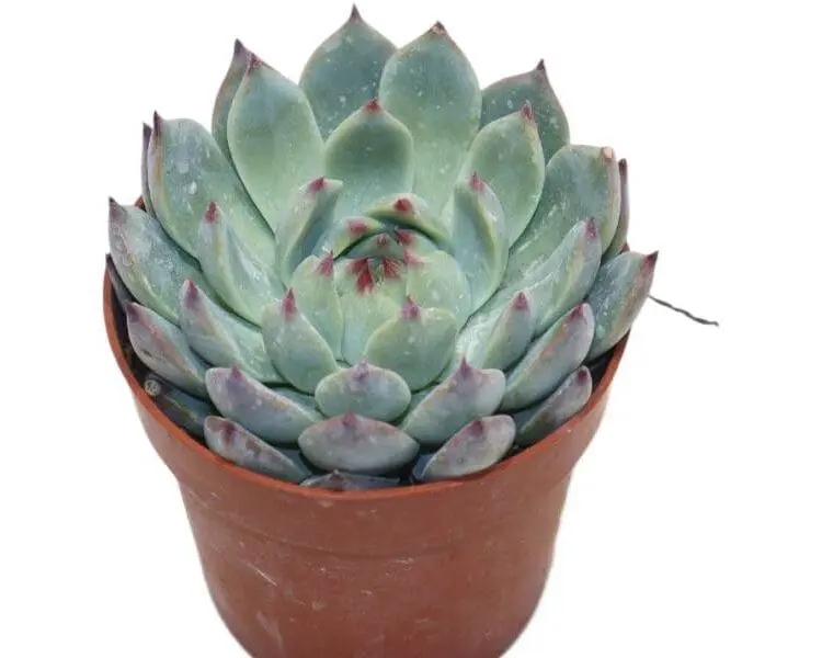 Sukulent Echeveria Lindsyana roślina do terrarium dla gadów pustynnych
