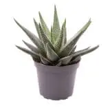 Sukulent Haworthia Concolor roślina do terrarium dla gadów pustynnych