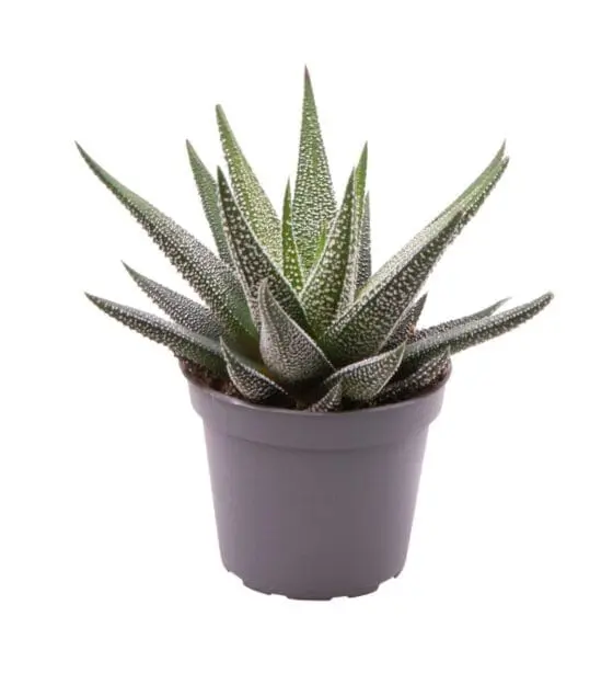 Sukulent Haworthia Concolor roślina do terrarium dla gadów pustynnych