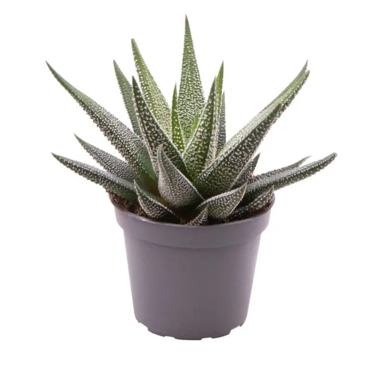 Sukulent Haworthia Concolor roślina do terrarium dla gadów pustynnych